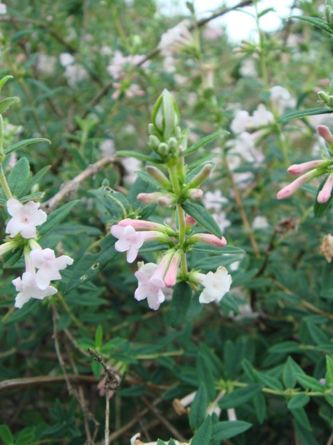 Lonicera thibetica fleur